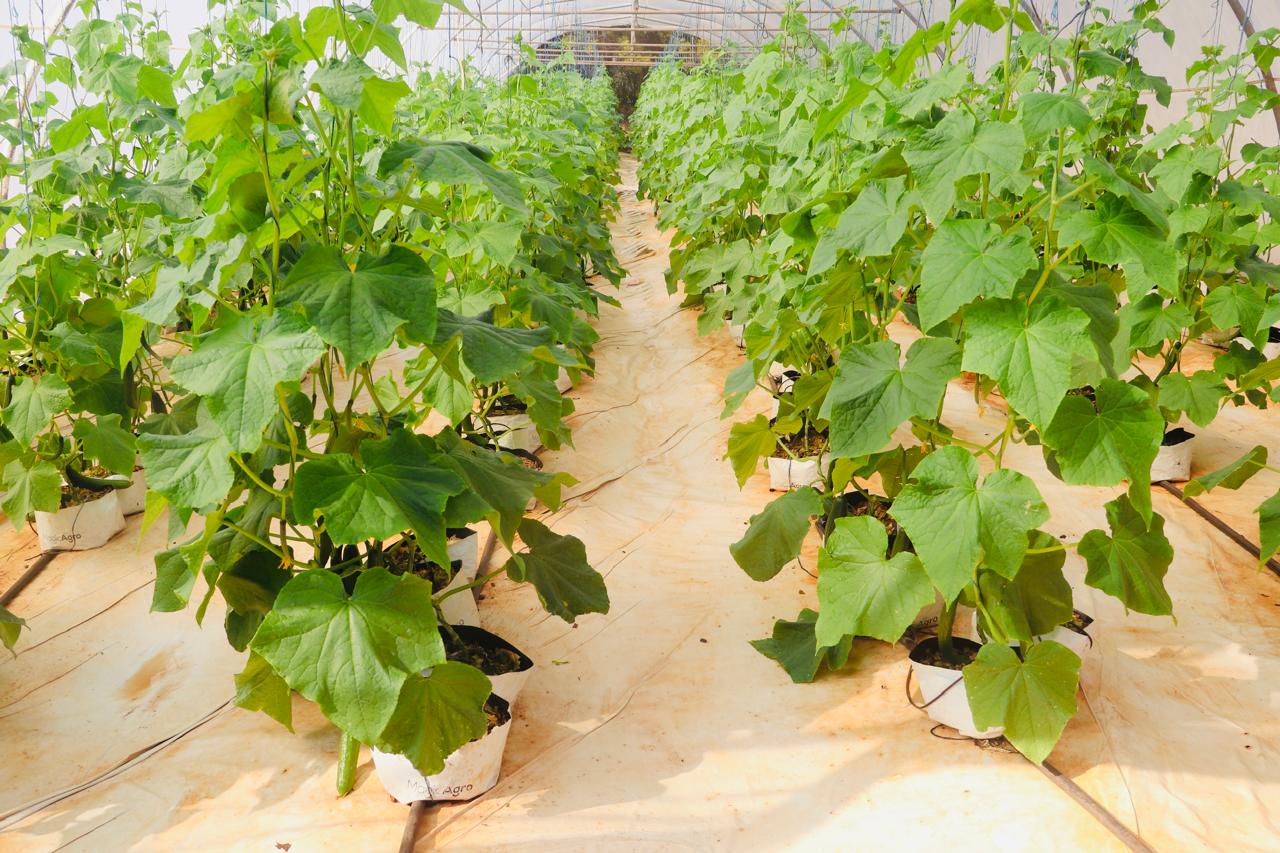 Vella Villa Farming Project site visit